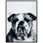 Bulldog - cadre photo, impression sur verre