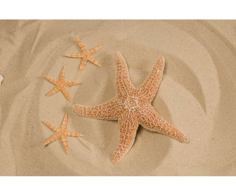 Quatre étoiles de mer dans le sable - Photographie sur toile tendue, H 8 po x l 12 po