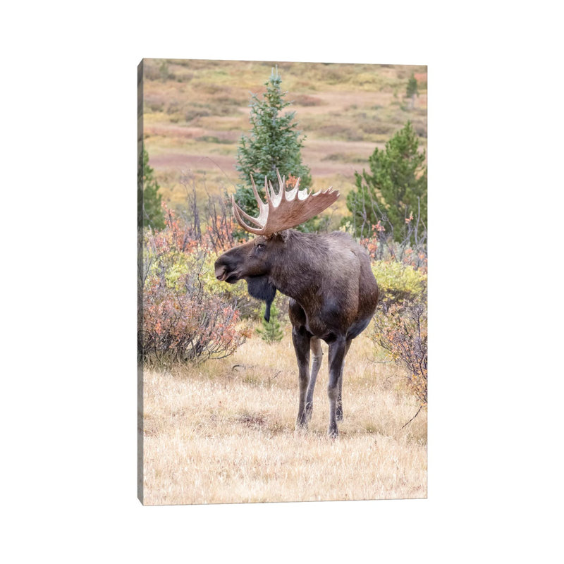 États-Unis, Colorado, Cameron Pass. Bull Moose With Antler par Jaynes Gallery - Photographie sur toile tendue