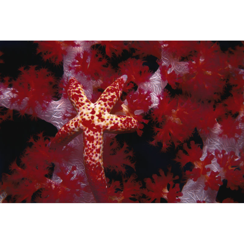 Red Star Nusa Kode, Indonesia by Beverly Factor - Print on Canvas, 51 cm H x 76 cm W, Wrapped Canvas