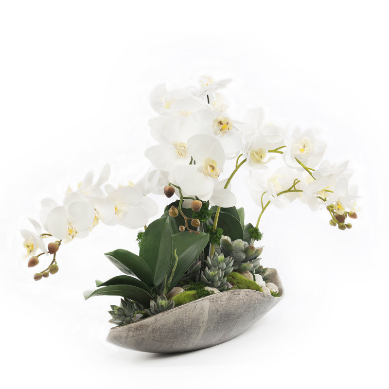 Arrangement floral orchidée phalaenopsis en plateau