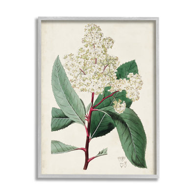 Étude florale vintage