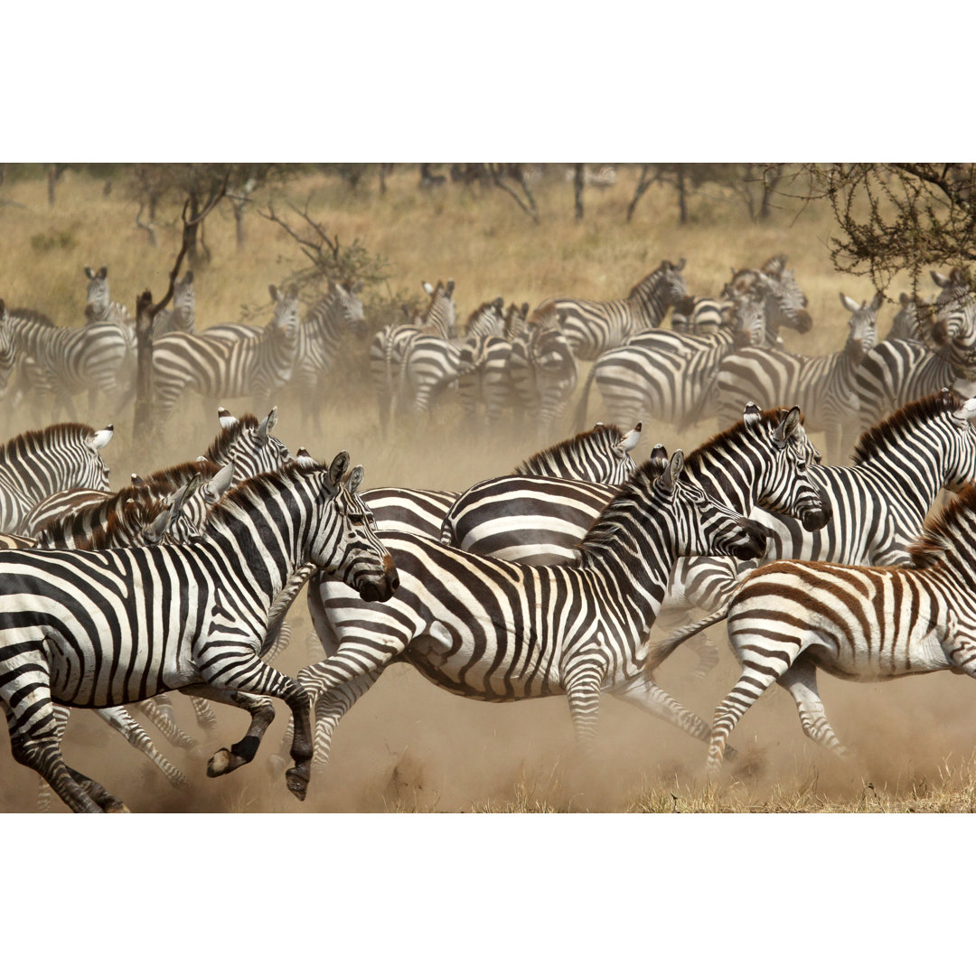 Leinwandbild Zebraherde im Galopp durch die afrikanische Steppe von Mattiaath