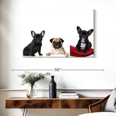 Brampt French Bulldogs And Pug
