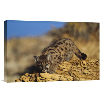 " Mountain Lion or Cougar Kitten With Speckled Coat " Print