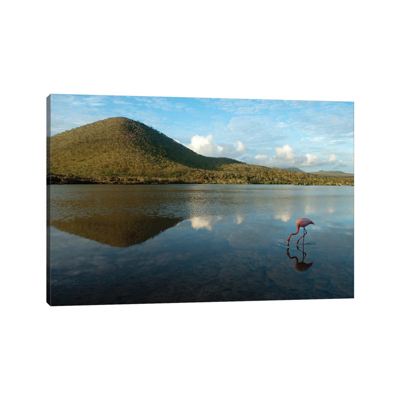 An American Flamingo On Floreana Island In Galapagos National Park 1 Piece Wrapped Canvas Wall Art, 20.32cm H x 30.48cm W