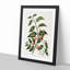 Passionfruit Plant by Sarah Featon - Framed Print-55578482-55578483