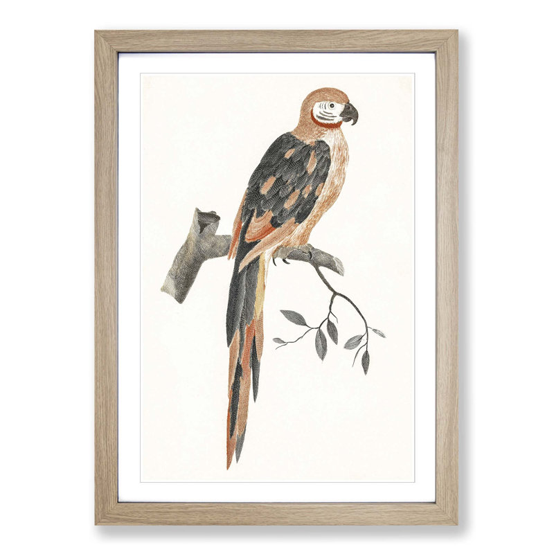 A Parrot by Johan Teyler - Single Picture Frame Painting, 63cm H x 45cm W x 2cm D, Oak Framed