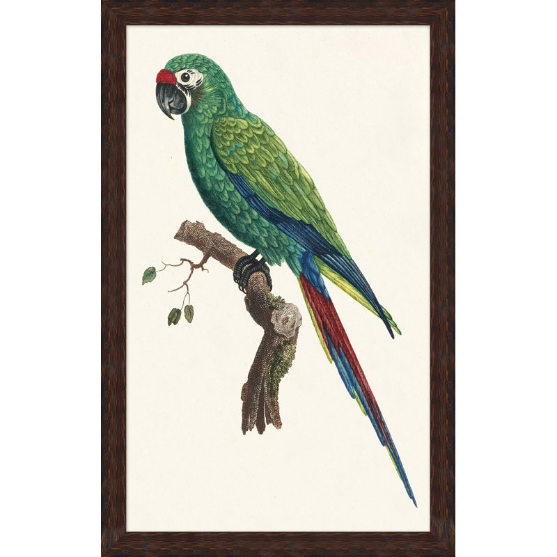 Perched Parrot 6 Painting