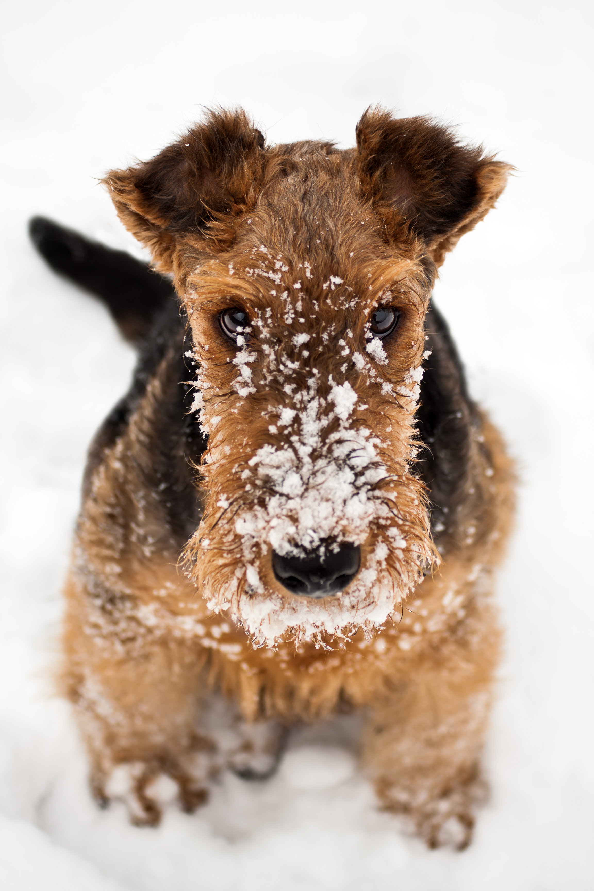 Airedale terrier hot sale puppy