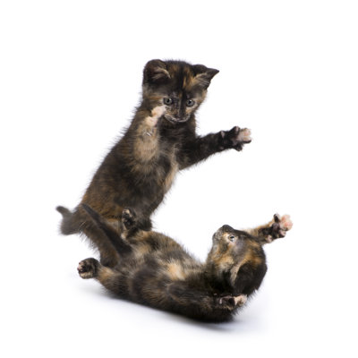 «Two Tortoiseshell Kitten» par Globalp - photographie sur toile tendue