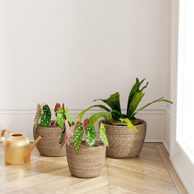 Pot de fleurs d'intérieur en ruppie maritime Bessy (ensemble de 3)