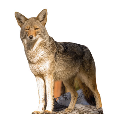 Coyote