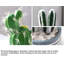 Cactus 9,45 po