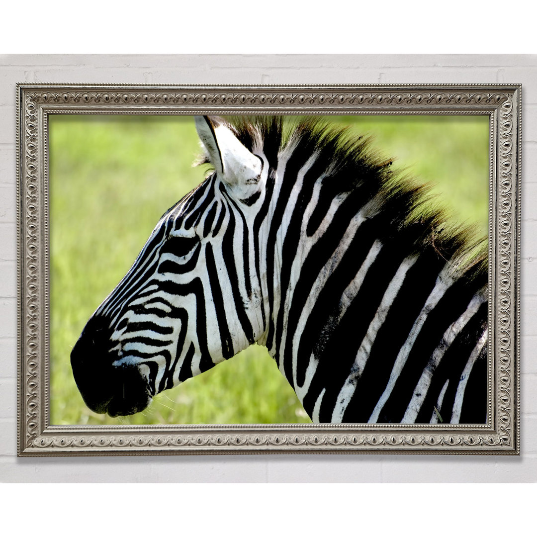 Zebra Gesicht Seite - Druck