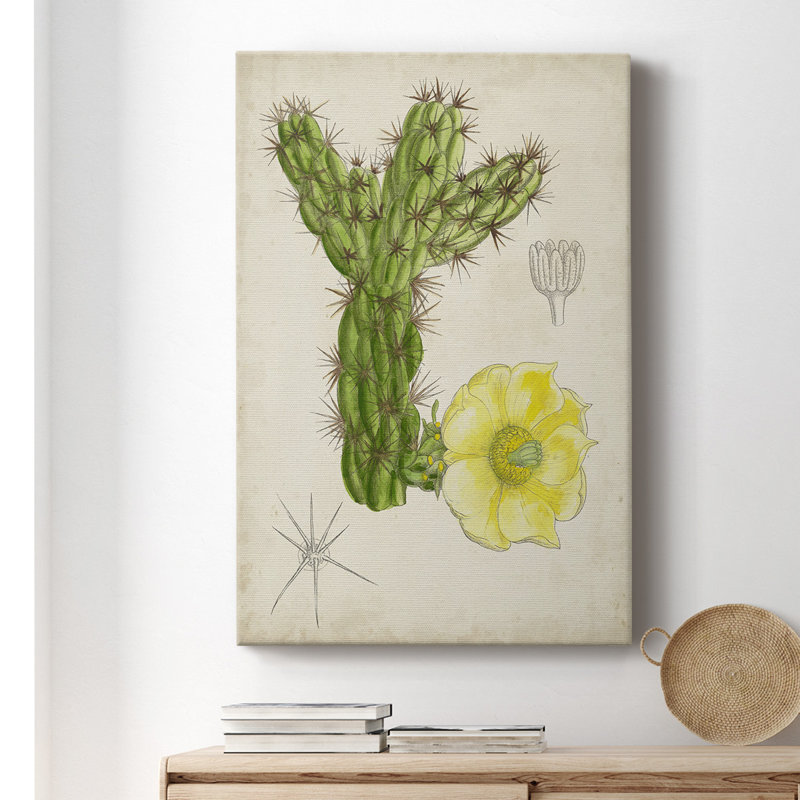 Antique Cactus I - impression sur toile tendue, H 36 po x l 24 po x P 1 po