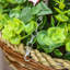 Lisianthus Hanging Basket Arrangement in Basket