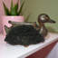 Non-Slip Indoor Doormat