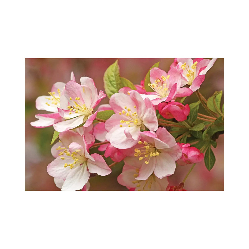 Flowering Crab 1 Piece Wrapped Canvas Wall Art, 66.04 cm H x 45.72 cm W x 3.175 cm D