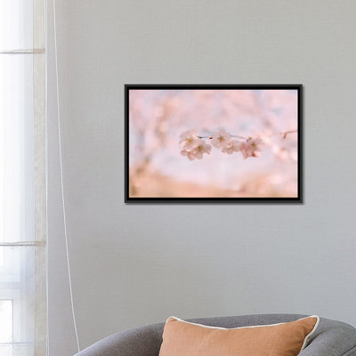 " Cherry Blossom II " Color Photography