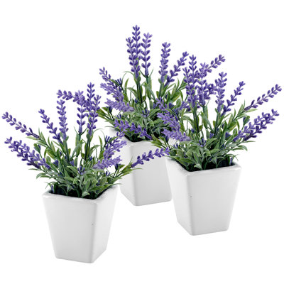 Kessinger Lavender Arrangement in Pot