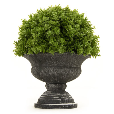 Eucalyptus Plant in Urn