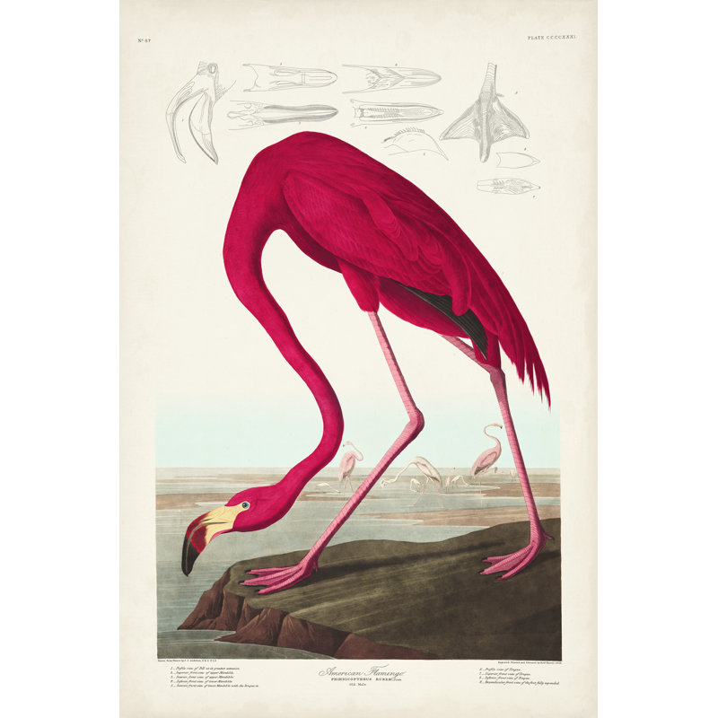 Pl 431 flamant américain, H 48 po x l 32 po