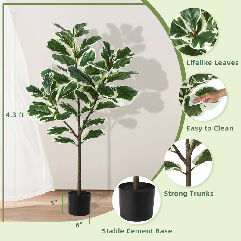 Arbre à figuier 51,6 po