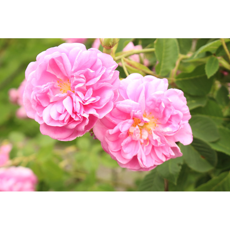 Damask Rose by Mr_Coffee - Wrapped Canvas Print, 30cm H x 46cm W x 3.8cm D