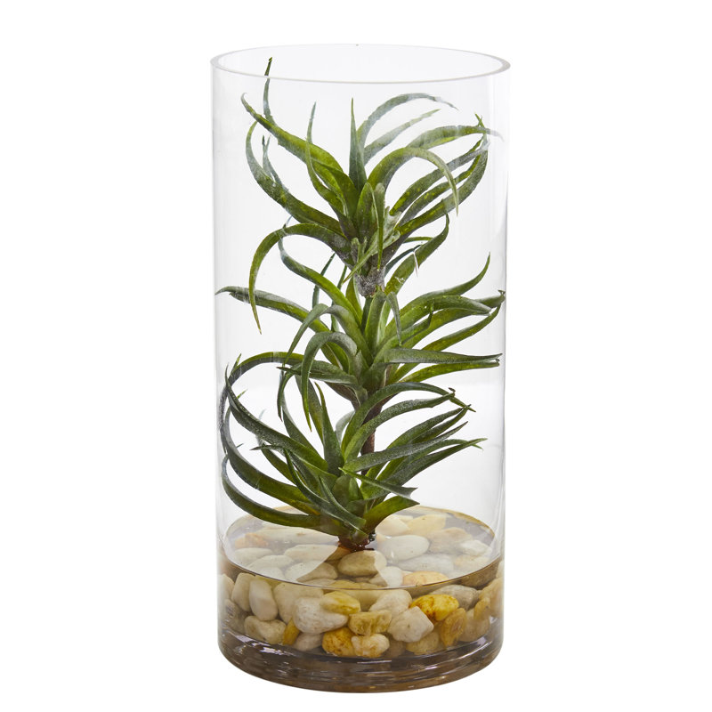 Succulent plante de bureau en vase air