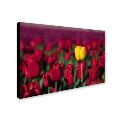 «Yellow Tulip», reproduction de photo sur toile tendue