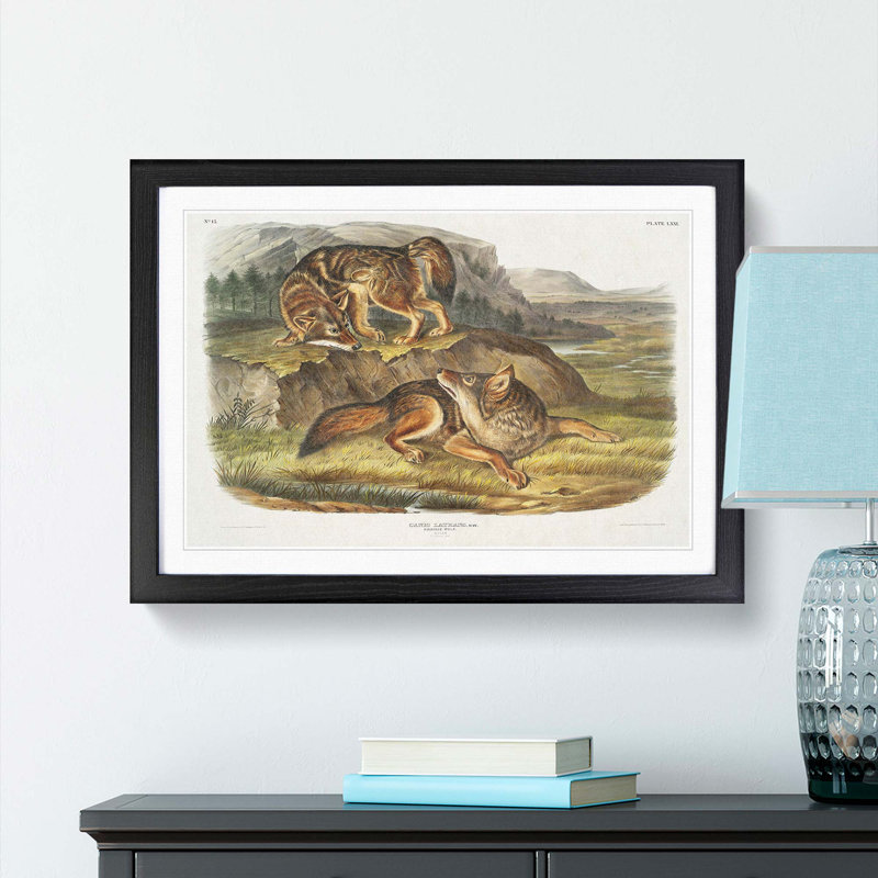 Prairie Wolves by J.W. Audubon - Picture Frame Painting Print, 27cm H x 36cm W x 2cm D, Black Framed