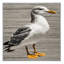 Tapis lavable argenté Gull Birds-1772570816