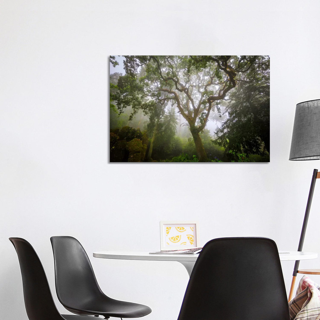Sintra Forest, Sintra, Portugal by Jim Nilsen - Wrapped Canvas Gallery-Wrapped Canvas Giclée