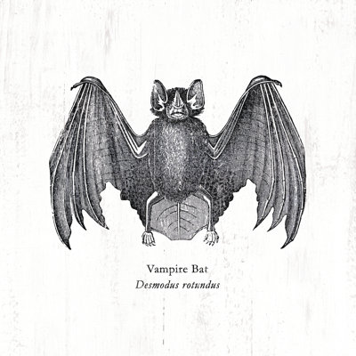 Scientific Vampibat - Wrapped Canvas Print