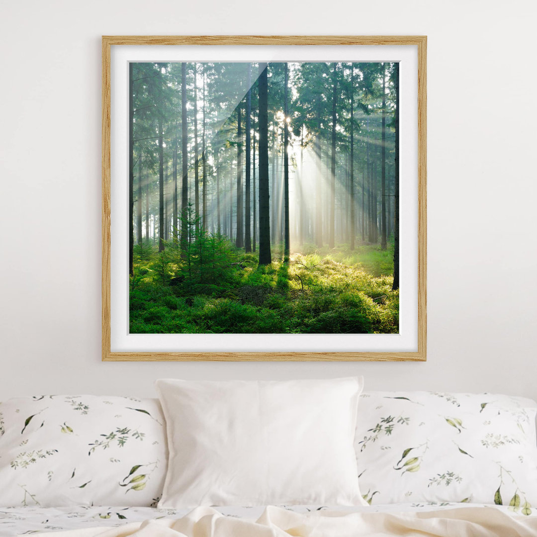 Gerahmtes Poster Beleuchteter Wald