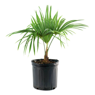 3 gal. Windmill Palm