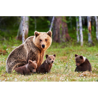 Mother Brown Bear And Her Cubs - Wrapped Canvas Print