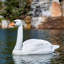 Statue de cygne flottant 