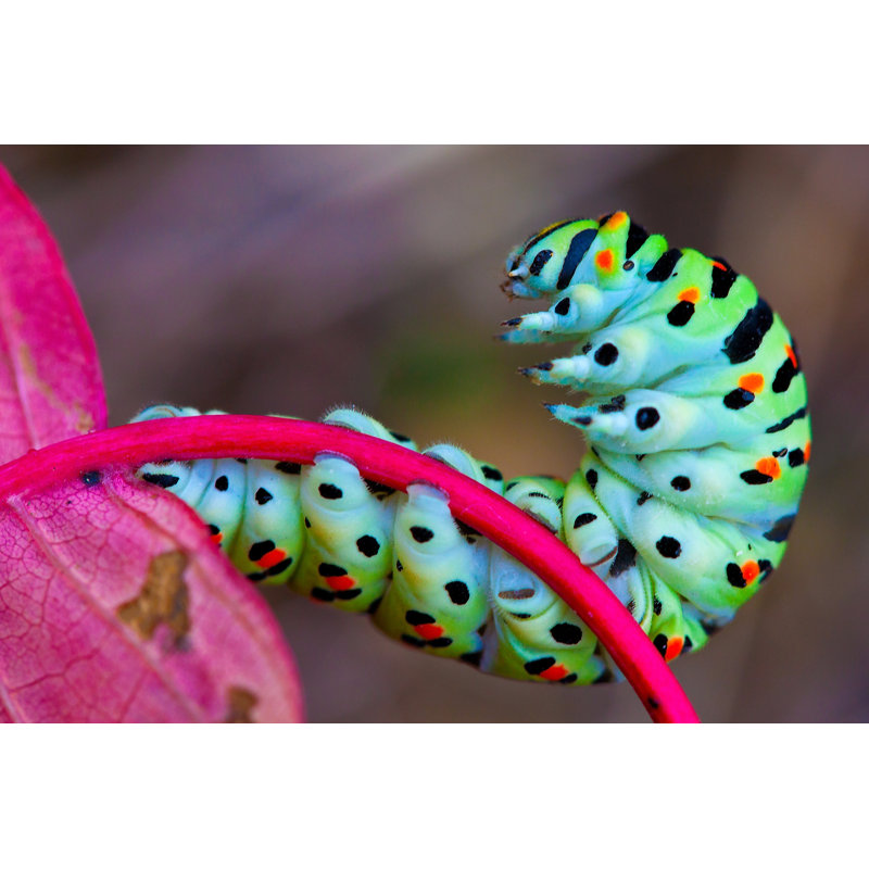 Colourful Caterpillar - Wrapped Canvas Print, 20cm H x 30cm W