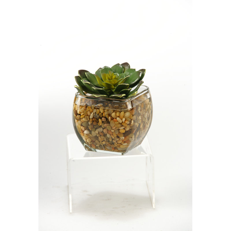 Faux Echeveria Plant in Glass Decorative Vase, Large