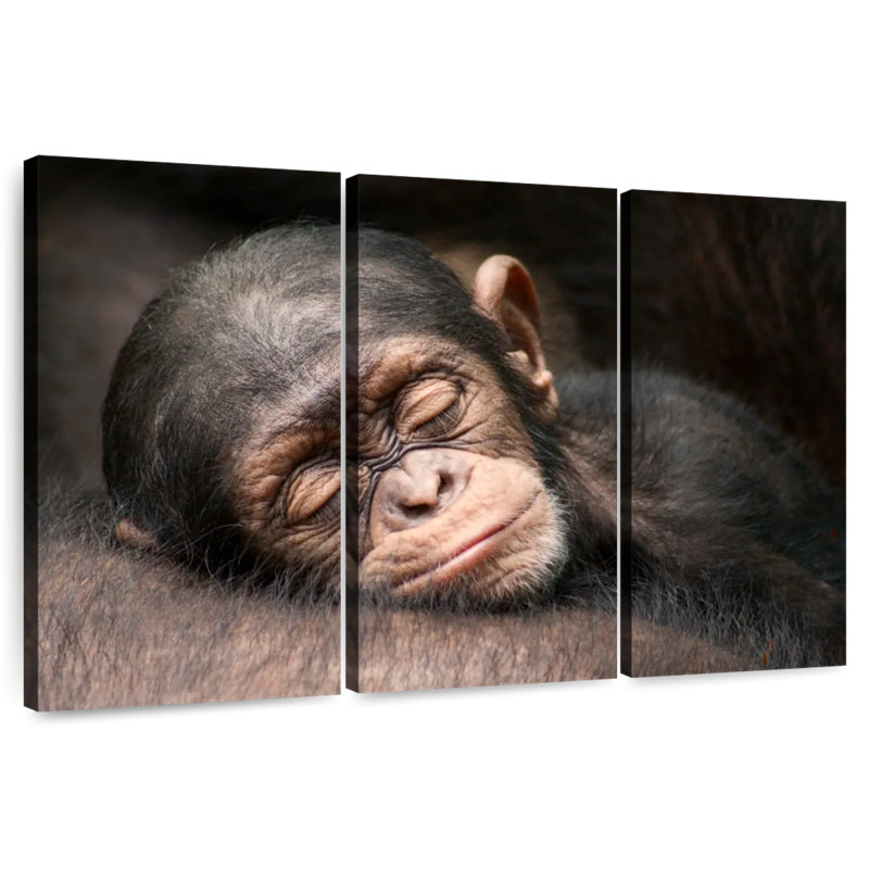 Brampt Sleeping Baby Chimpanzee, 48" H x 74" W
