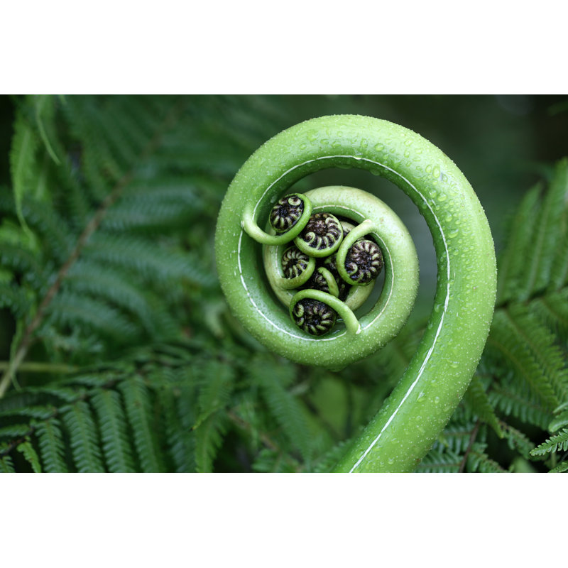 New Zealand Fern by Alkalyne - Wrapped Canvas Print, 20cm H x 30cm W x 3.8cm D
