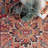 Benhurst Traditional Medallion Oriental Area Rug-1606621321