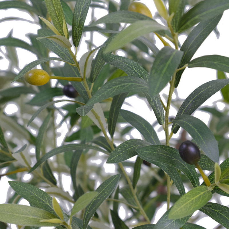 7.5FT OLIVE TREE, POTTED