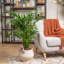 Cat Palm in Décor Planter