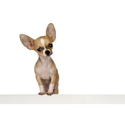 " Funny Chihuahua Puppy " by Enduro