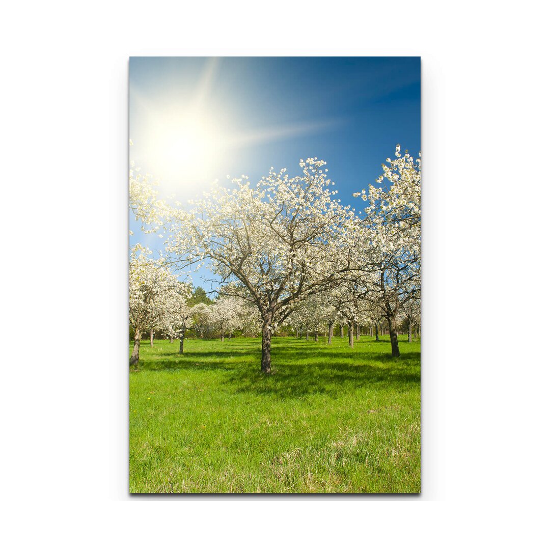 Leinwandbild Apfelbaumplantage im Frühling