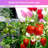 2ft T8 LED Indoor Grow Light-94829127