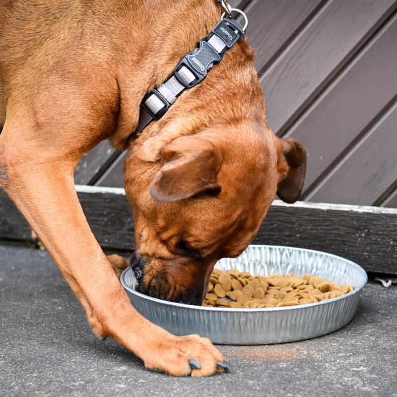 Mangeoire pour animaux galvanisée